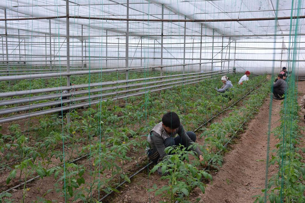 Жылыжай көлемі 300 гектарға ұлғайтылады