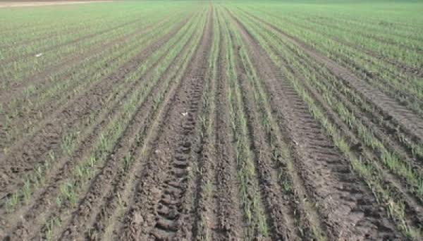 Шардарада инновациялық әдіспен пияз егу басталды