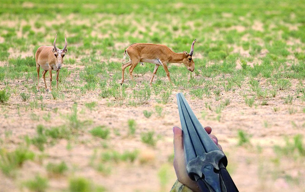Браконьердің бәрі  Батыс Қазақстанда жүргендей...