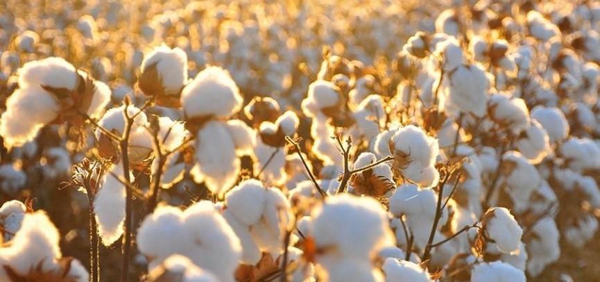 Мақта шаруашылығын дамытуға не кедергі?