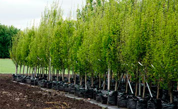 Оралда бір күнде 500 түп көшет егілді 