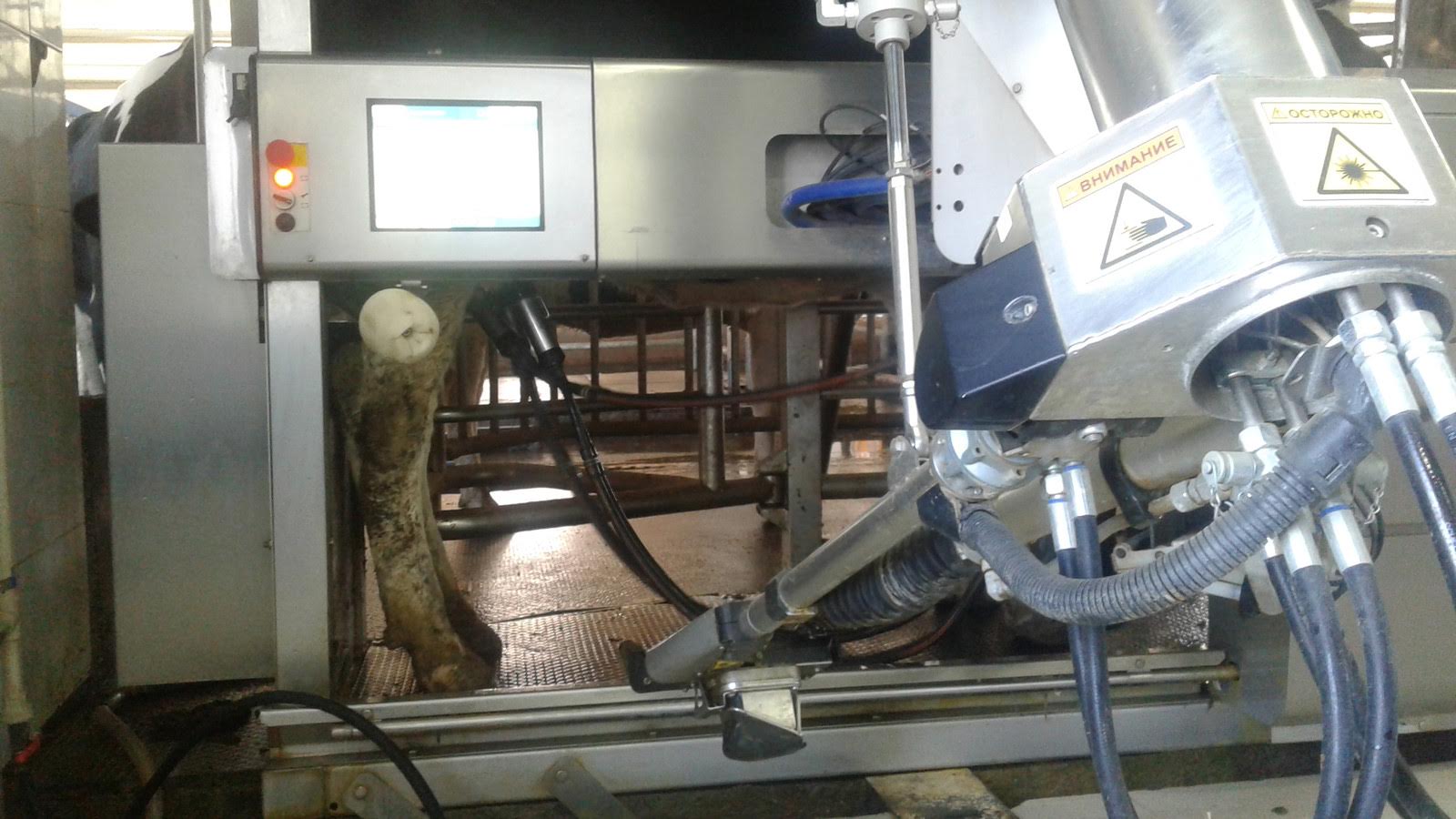 ОҚО-да роботтар сиыр сауады