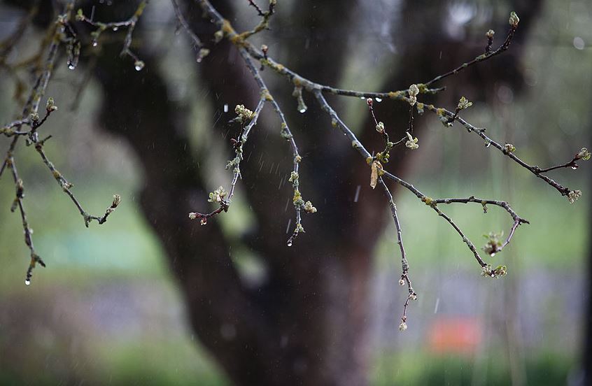 Қазақстанның кей өңірлерінде жаңбыр жауады