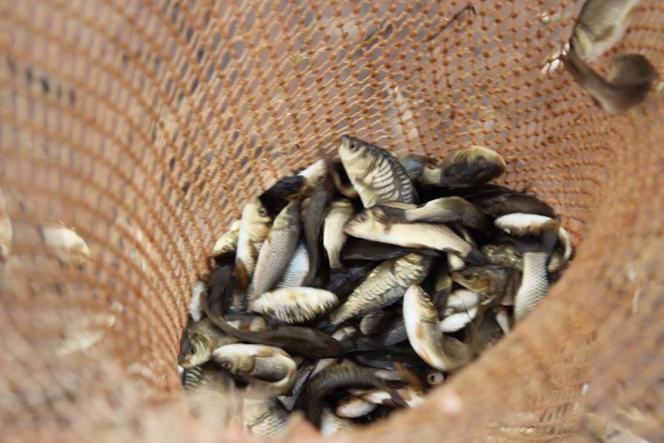 ​Созақта Қызылкөл мен су қоймаға 60 мың сазан балығы жіберілді 