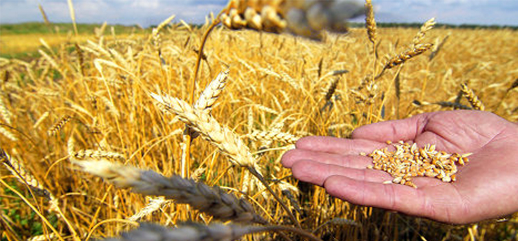 Қазақ бидайының сапасы неге төмендеп жатыр? (іскерлік басылымдарға шолу) 