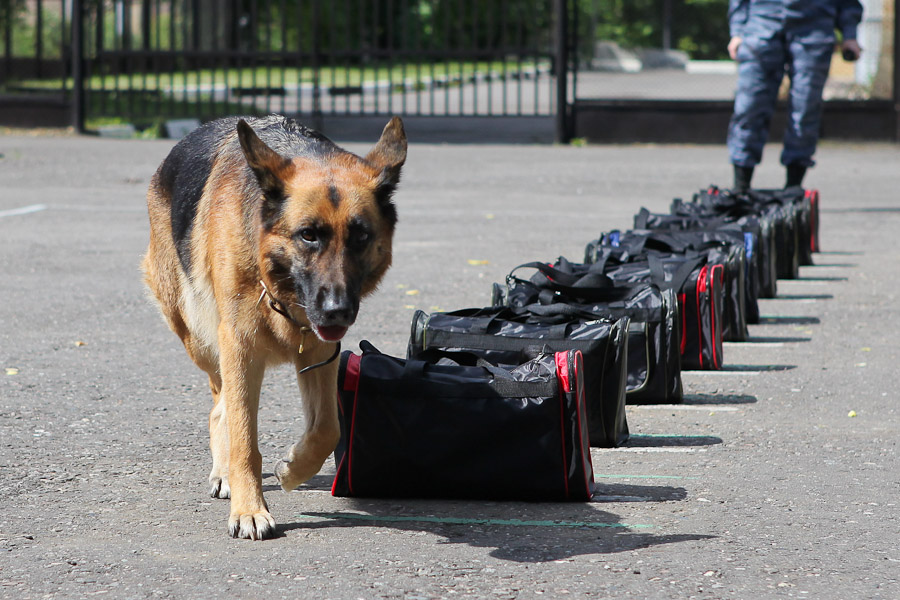 ​Кинологиялық орталықта әкімшілік мемлекеттік қызметшілерді аттестаттаудың үшінші кезеңі аяқталды 