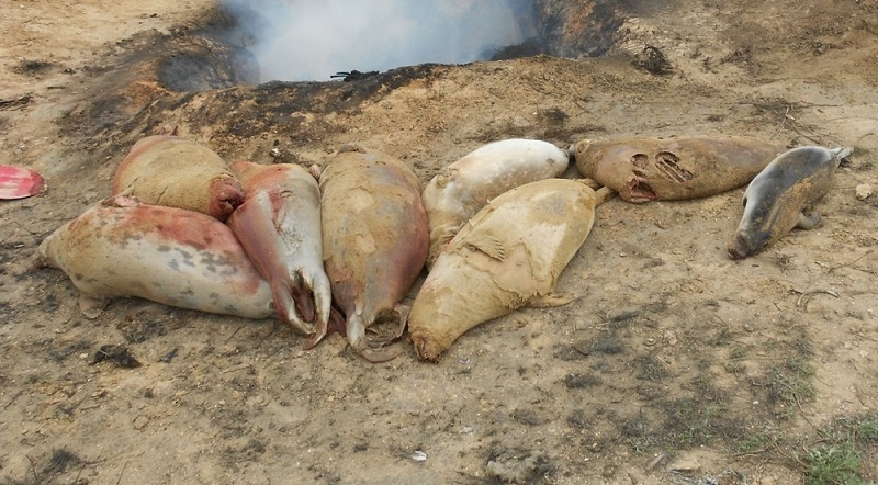 ​Каспий теңізінің жағасынан 243 өлі итбалық табылды 