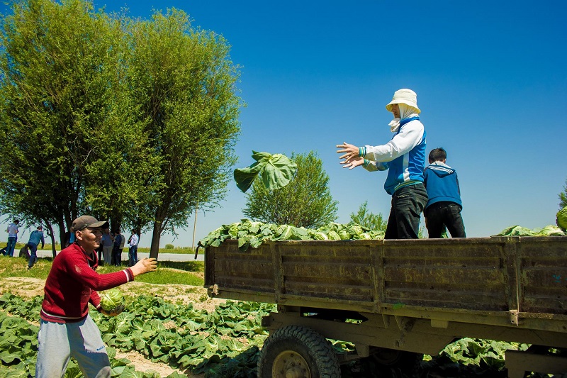 Мақтааралдық қырыққабаттың алғашқы легі Ресейге жөнелтілді