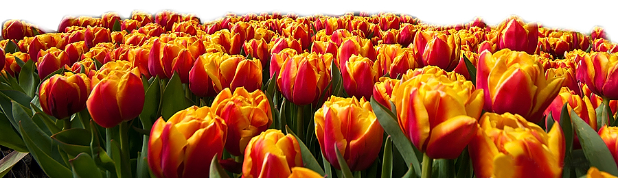 Алматыға 50 мың қызғалдақ көшетін сыйлады