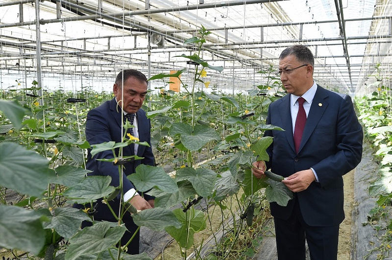 Оңтүстікте жылыжайлар көлемі көбейіп келеді