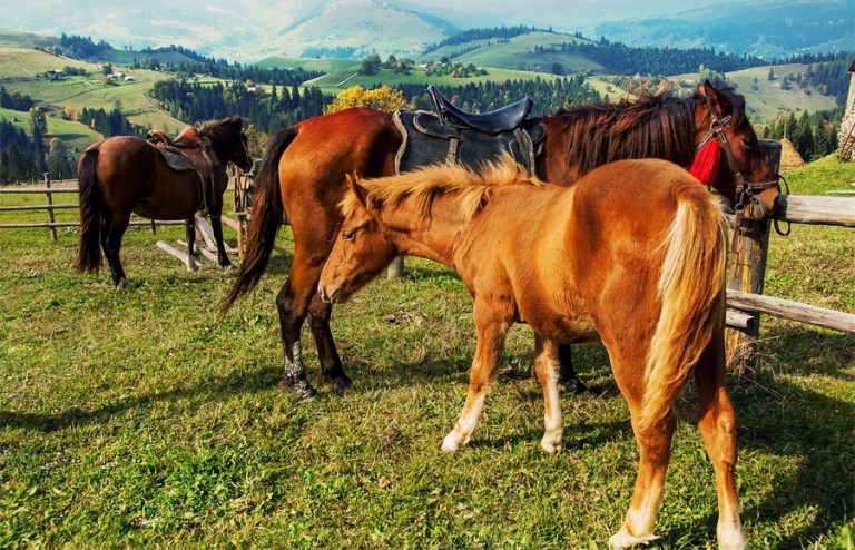 «Алмаға ат байлаған» қандай ерлер?
