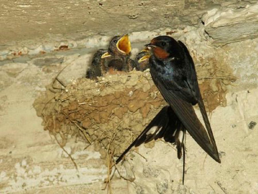 Қарлығаштың ұясы