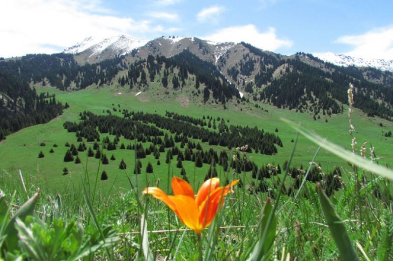 Іле Алатауы ұлттық паркіне баруға шектеу қойылды