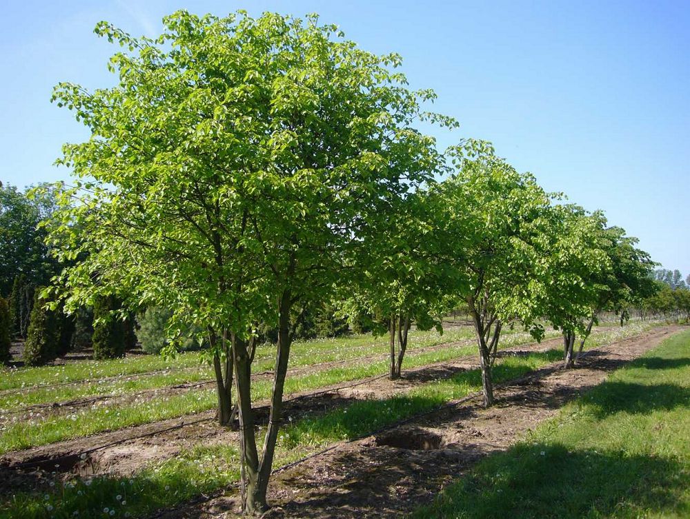 Ауылда Әуезов бағын ашты