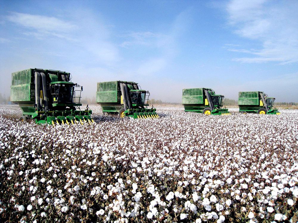 Биыл 300 мың тонна мақта жинау жоспарлануда