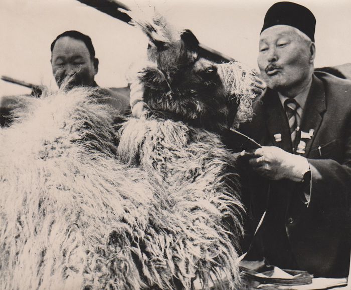 Сәбеңе сыйлаған ақ бота
