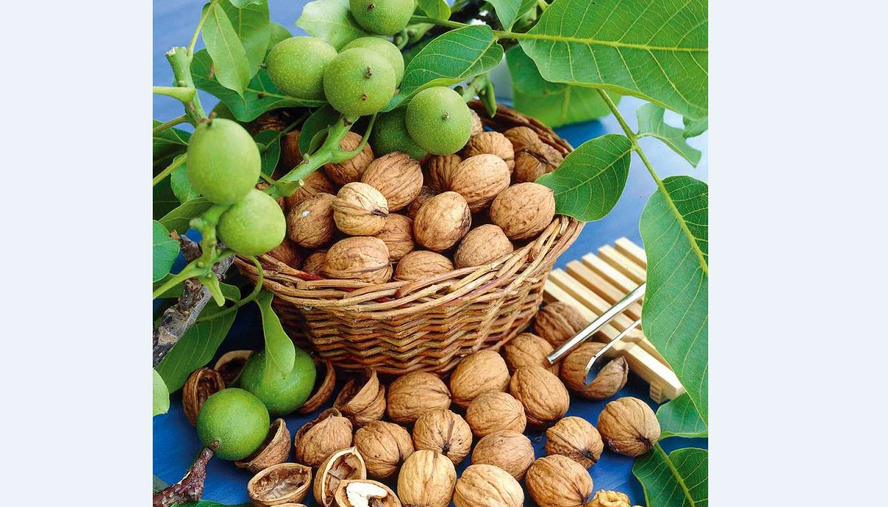 Жаңғақтектес жемістерді өсіруге назар аудару қажет
