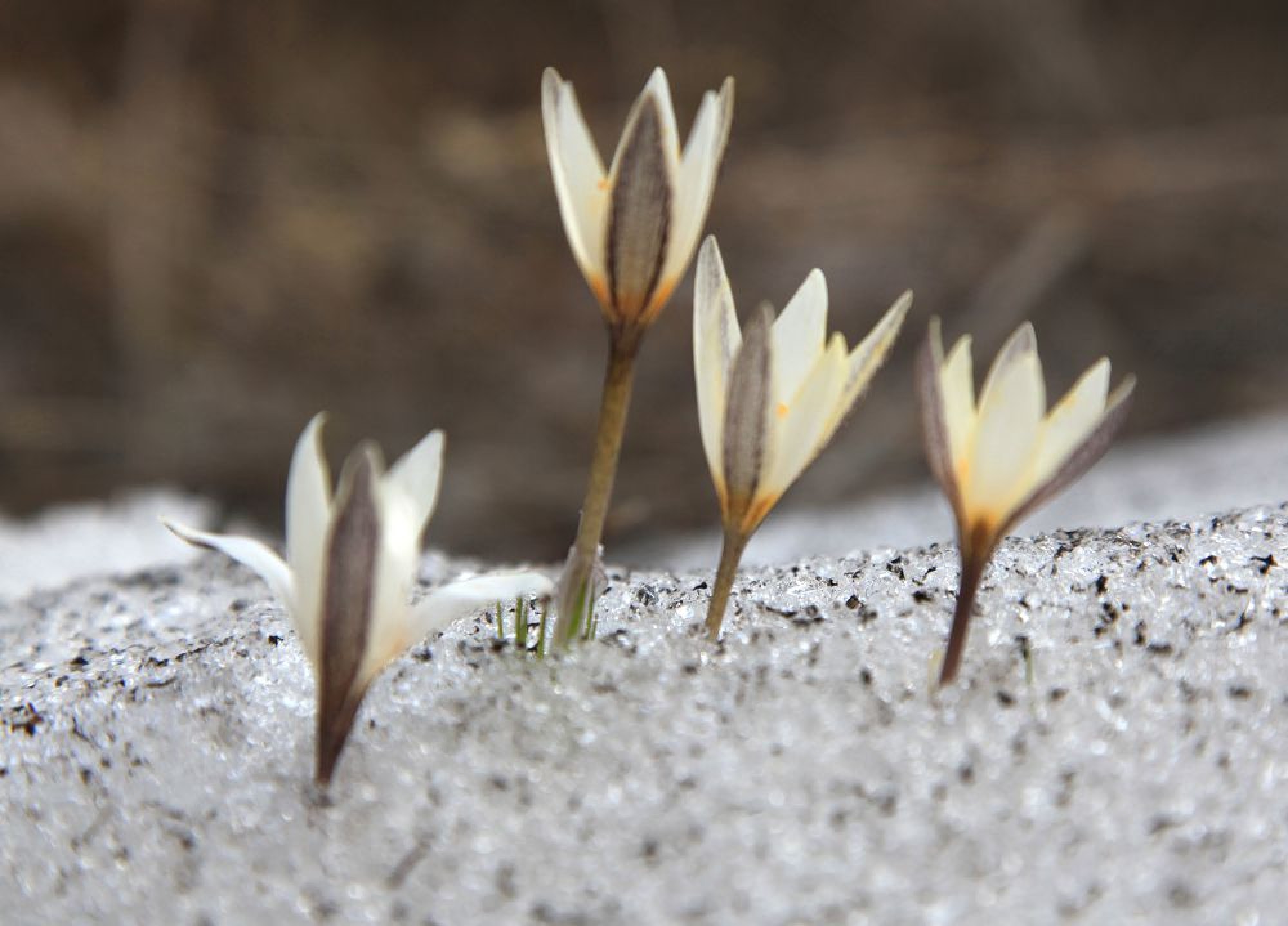 22 наурызға арналған ауа райы болжамы
