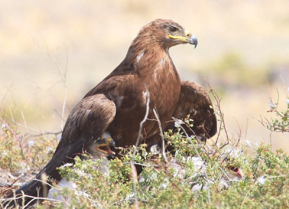 Шөл бүркіті қайда екен?