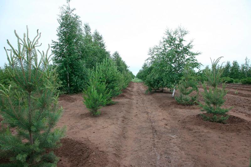 Астана қаласы маңындағы орман көлемі 100 мың га дейін кеңейтіледі