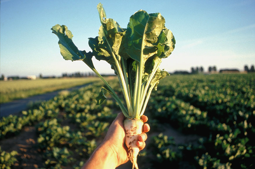 Қант қызылшасы – табыстың қайнар көзі