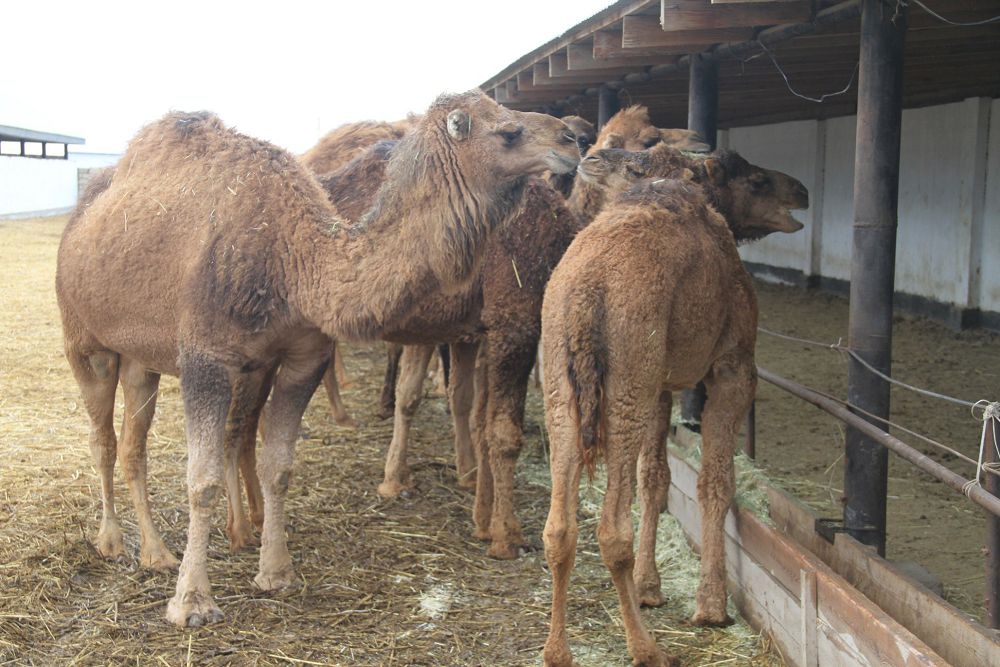 Кооператив күш біріктіреді