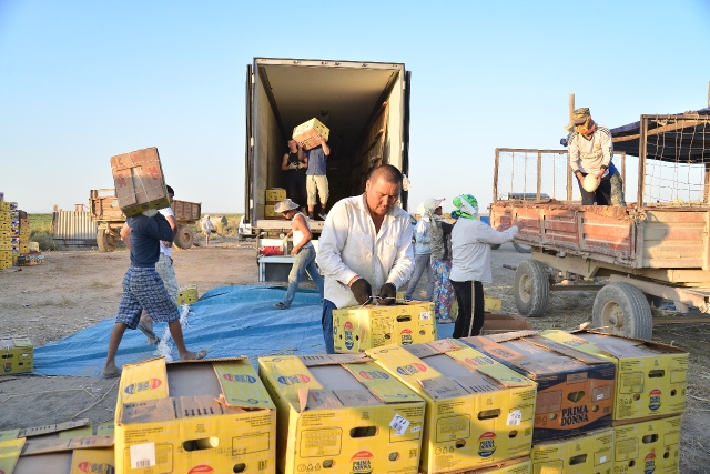 Отырарда астық көлемі екі есеге артты