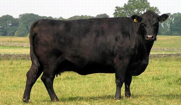 Ангустың жаппай қырылуының сыры неде?
