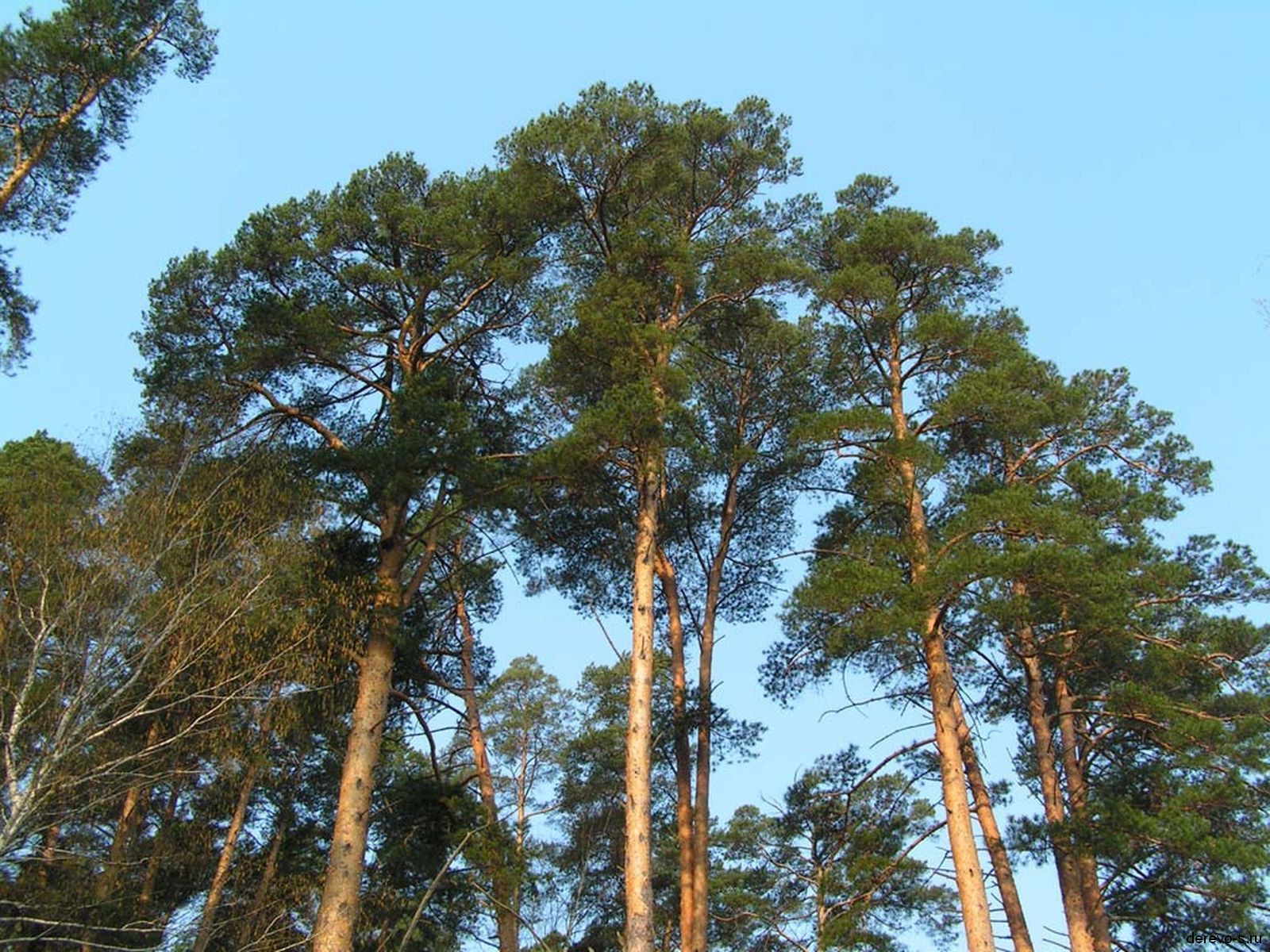 Жануарларға күрке жасап, азық дайындайды