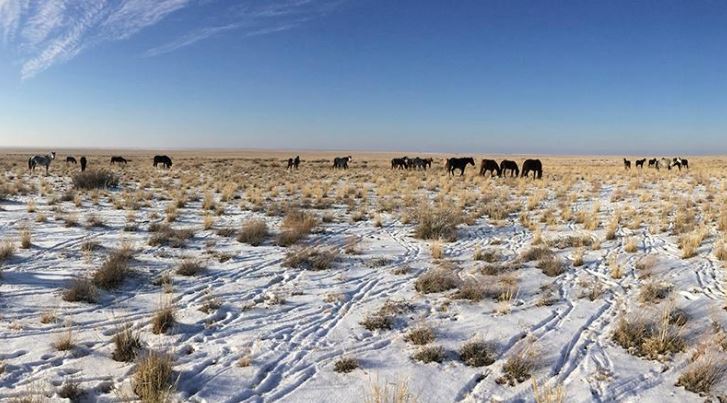 Жамбыл облысында жылқы ұралағандар ұсталды