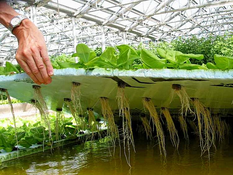 «Аграрлық ғылым. Болашақ бүгіннен басталады» атты пікірталас өтті