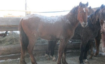 Қостанайда өз ауылдасының жылқысын ұрлаған барымташылар ұсталды