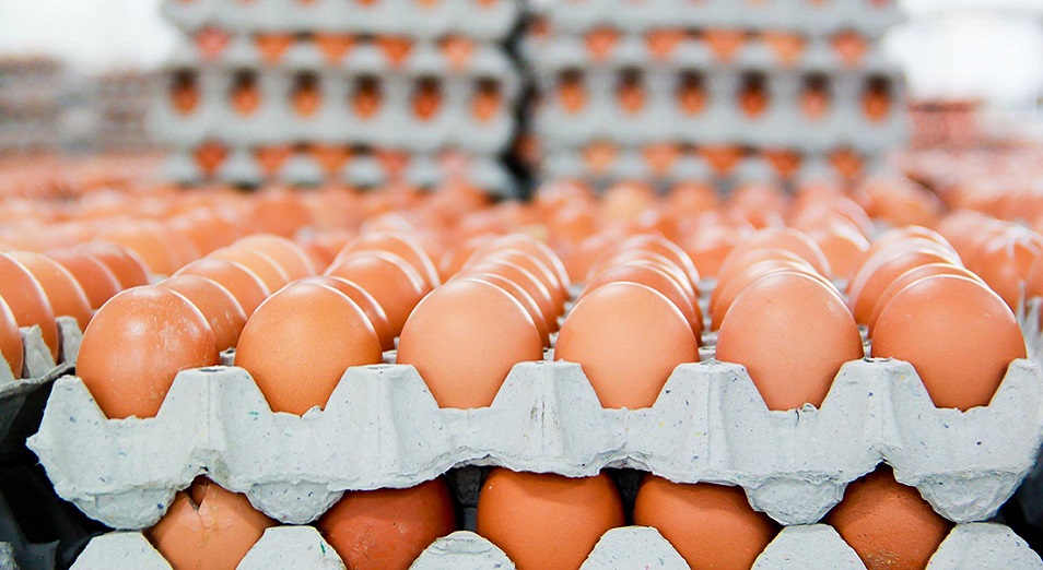 Солтүстік Қазақстанда жұмыртқа экспорты 74%-ға артты