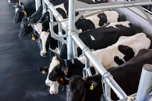 ШҚО Ұлан ауданында 11 сүт қабылдайтын орын жұмыс істейді