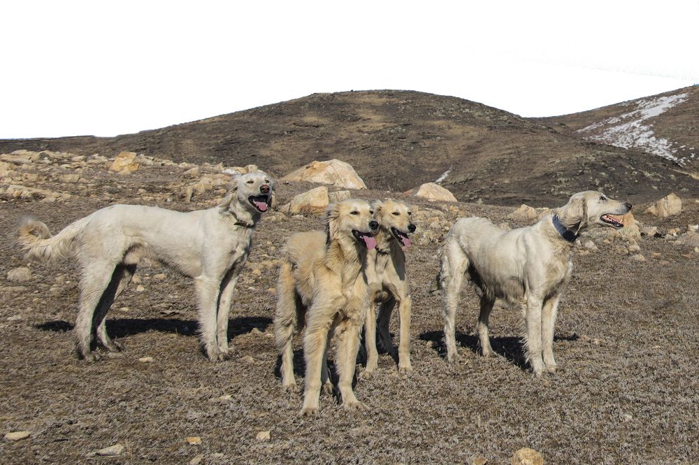 Алмасайдың тазылары