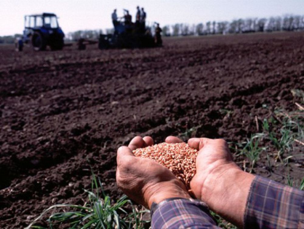 Несібенің негізі  көктемде қаланады