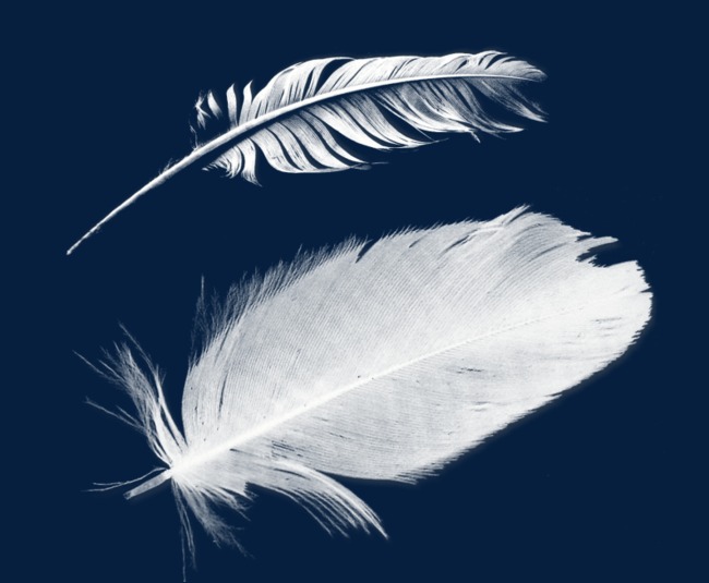 Екі тал үкі