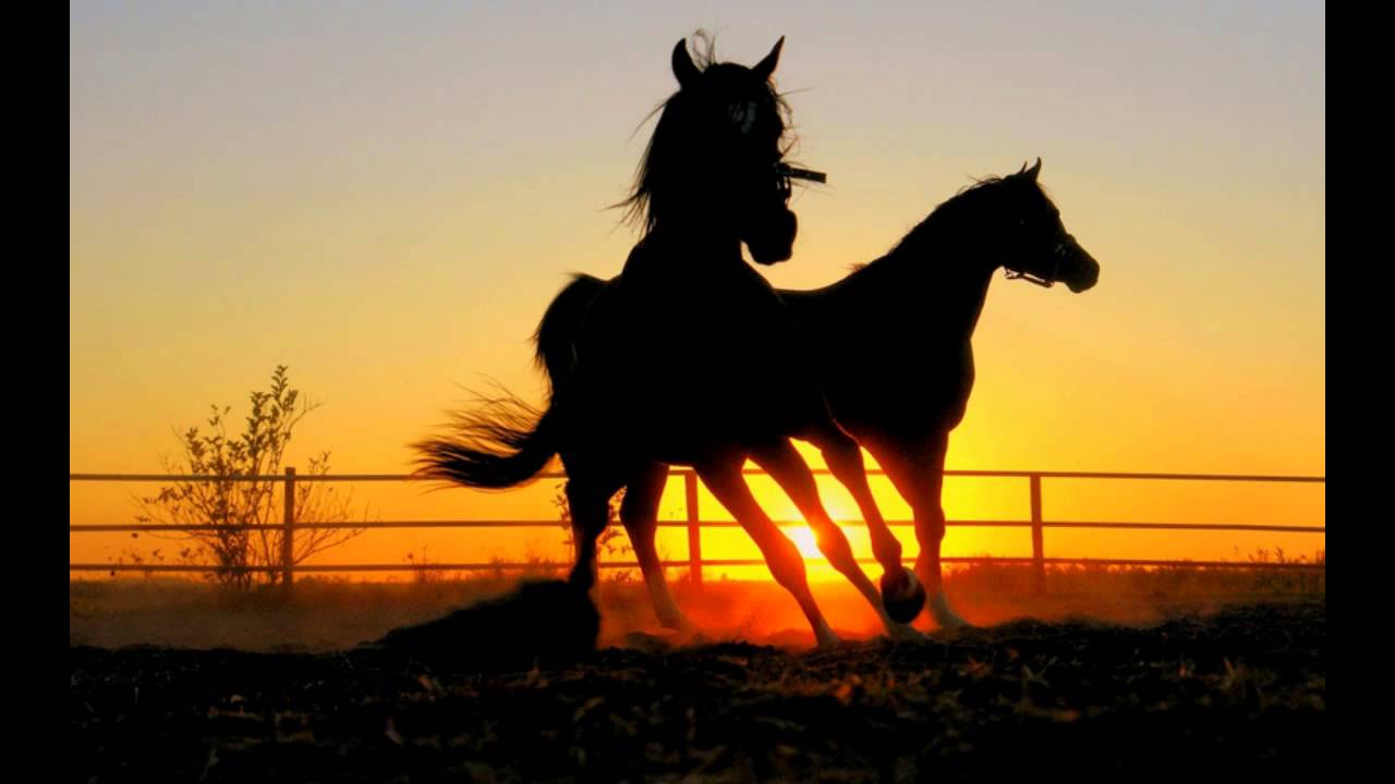 Мал ұрлығы мазалап тұр