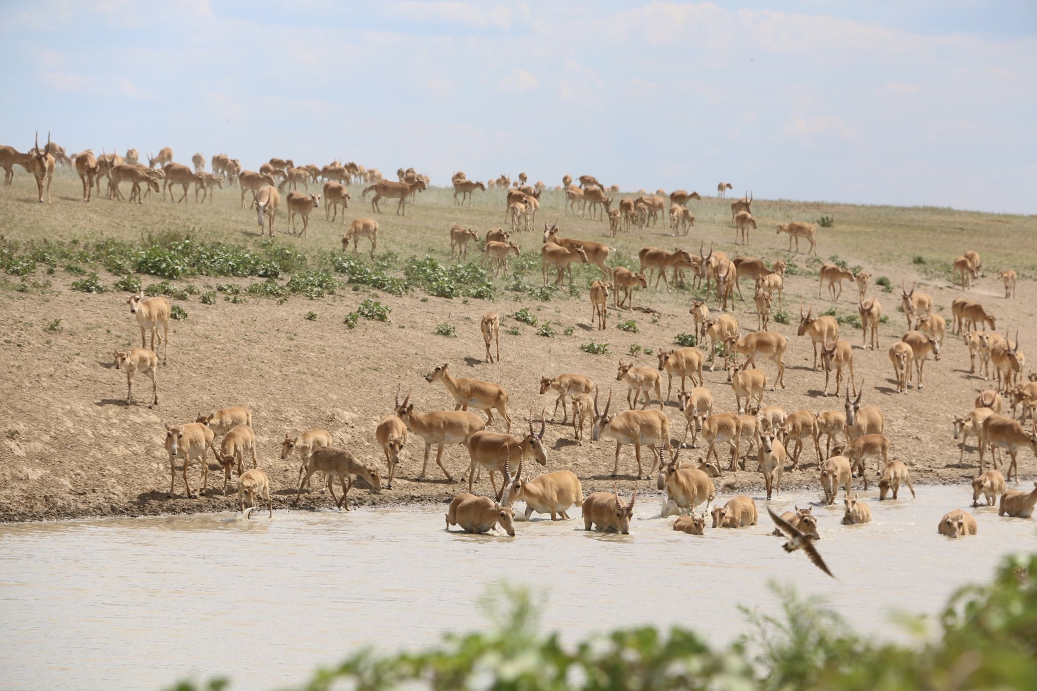 Еліміздегі ақбөкендер саны 350 мыңға жуықтады