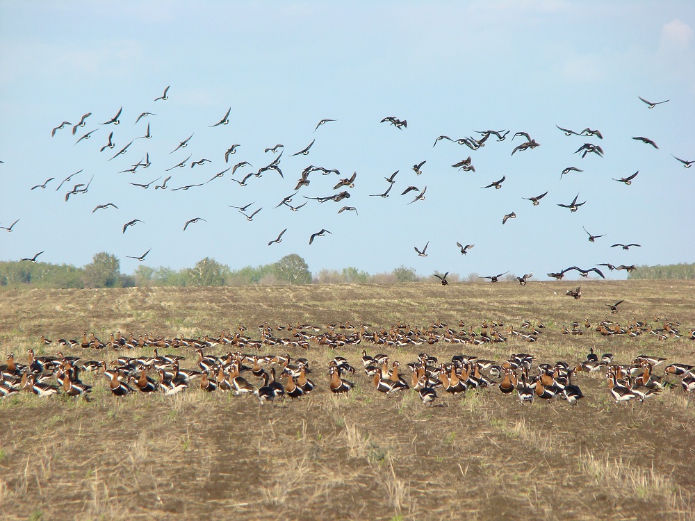 Қарашақазға қамқорлық