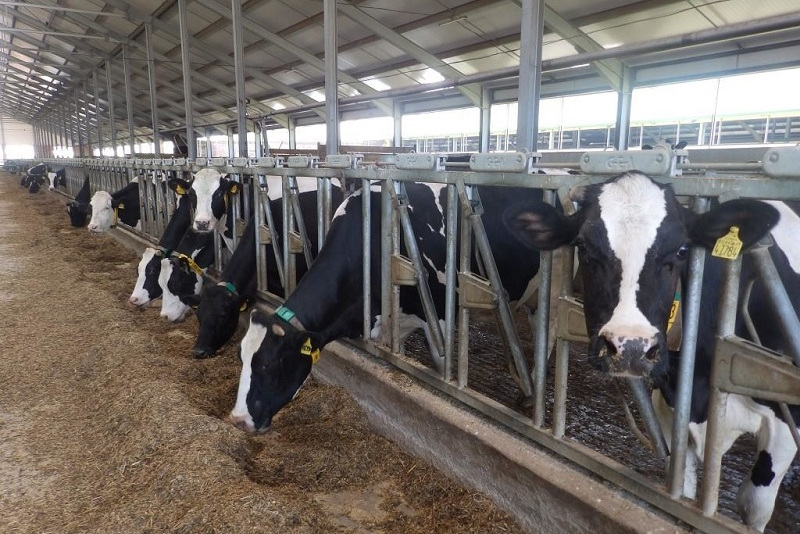 Шетелден 10 мың  асыл тұқымды мал әкелінбек