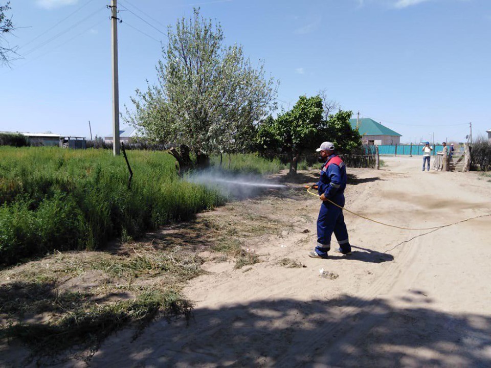 Улы жәндіктердің қаупі күшейді