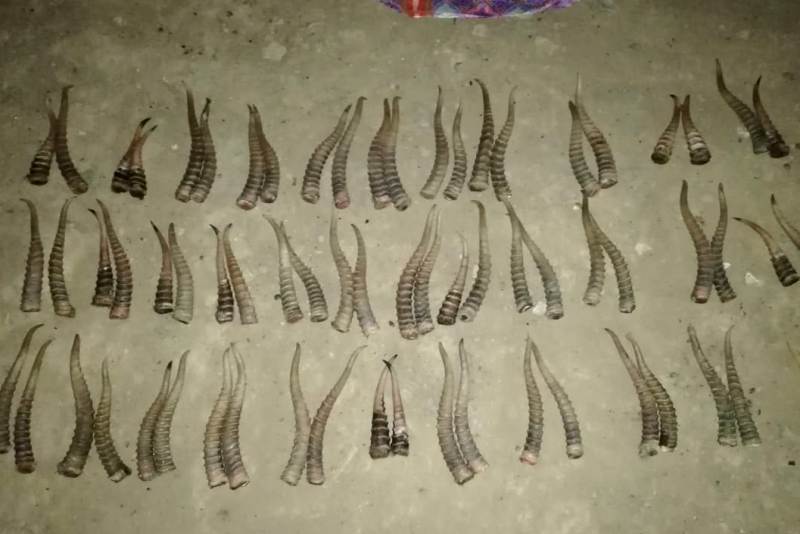 Автокөлігінен киіктің 70 дана мүйізі табылған адам ұсталды