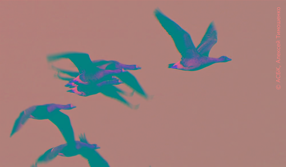 Қараша қазға қамқорлық