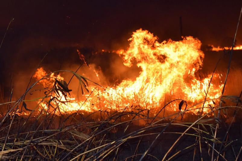 Жамбыл облысында астық алқабы жанып жатыр
