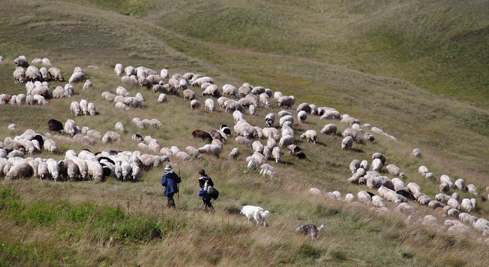 Қой шаруашылығын қолдау керек