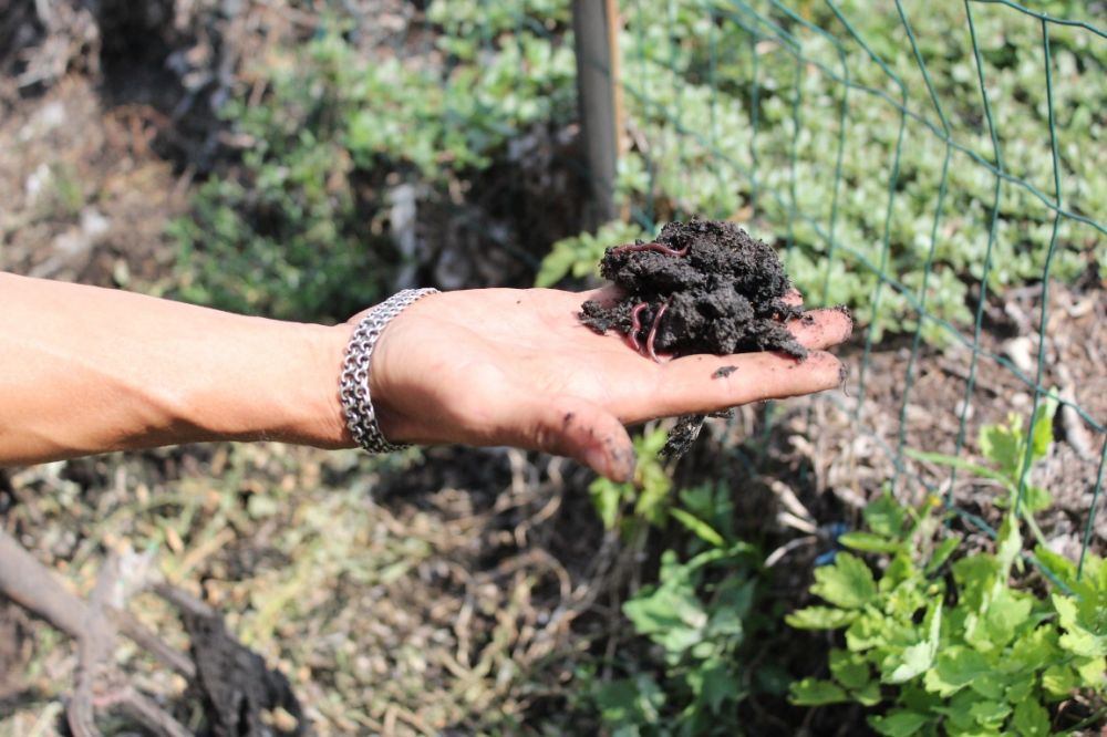 Бөдене саңғырығы – биоотын