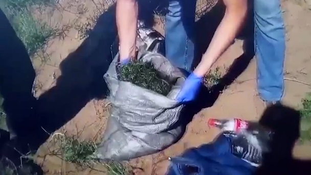 Бес күннің ішінде 53 келіден астам марихуана тәркіленді