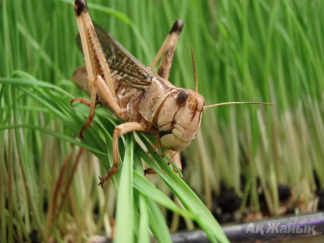 Аналық сатылса, мал басы көбеймейді