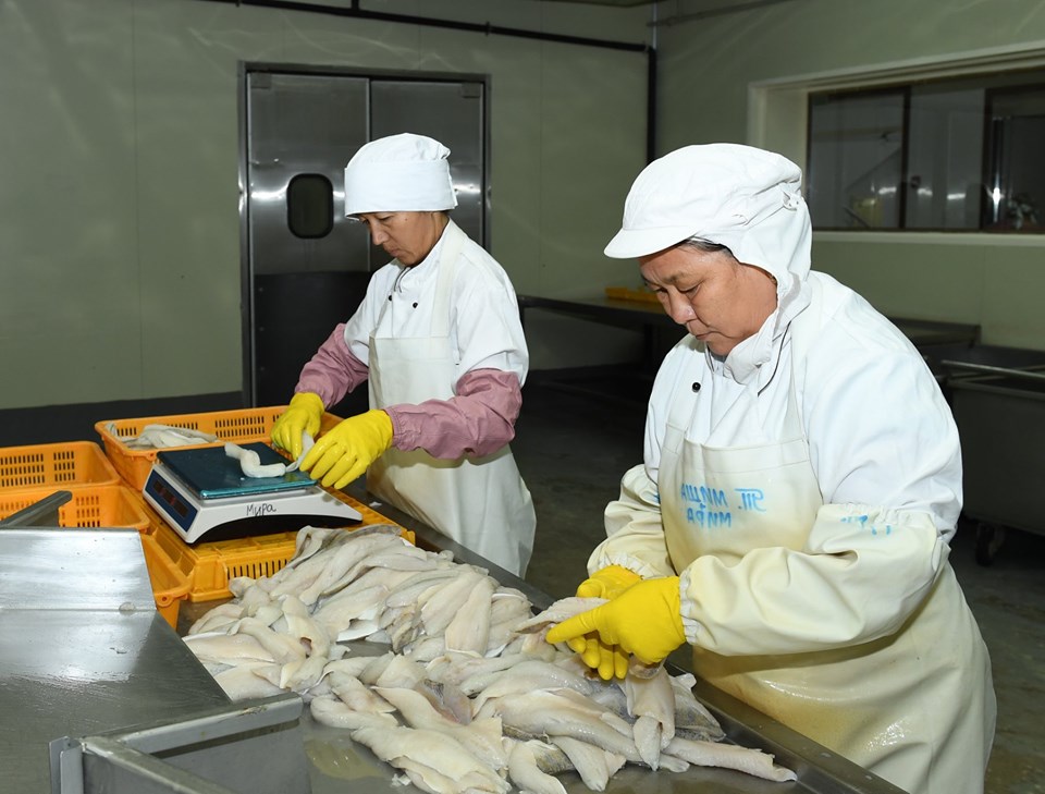 Балық өңдейтін кәсіпорындар көбейіп келеді
